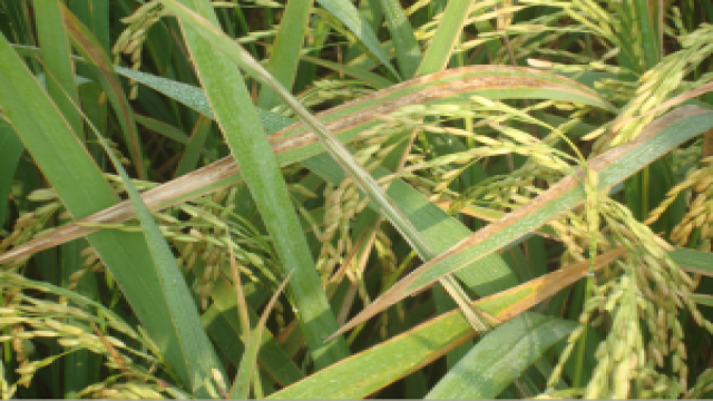 Bệnh cháy bìa lá lúa