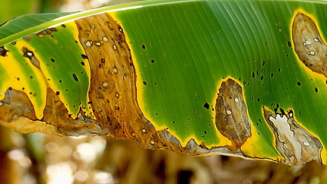 Bệnh hại chuối