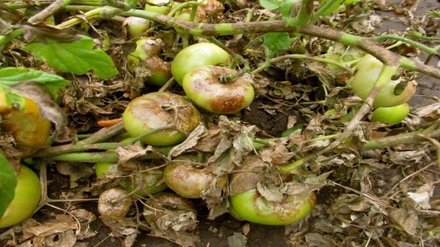Bệnh héo muộn trên cà chua