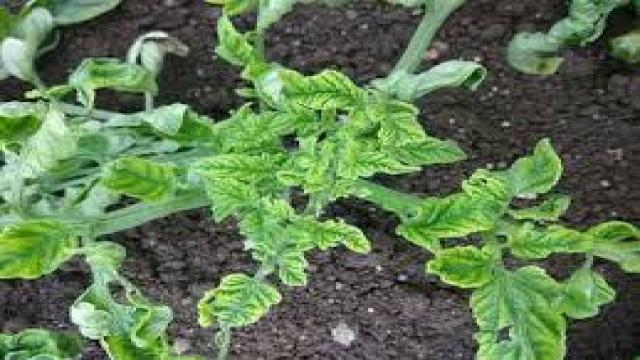 Bệnh khảm virus trên cà chua