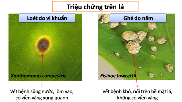 BỆNH LOÉT TRÊN CAM QUÝT