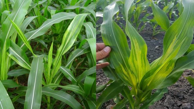 Bệnh sọc trắng lá bắp