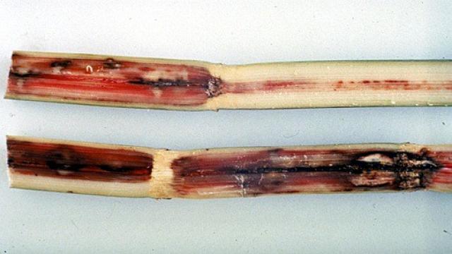 Bệnh thối đỏ trên cây mía (Mía rượu)