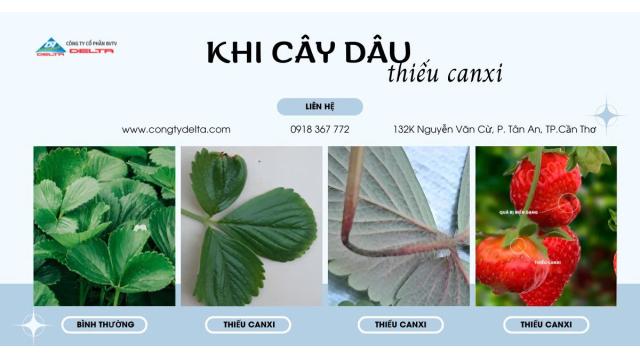 BIỂU HIỆN CỦA DÂU TÂY NHƯ THẾ NÀO KHI BÓN THỪA HOẶC THIẾU DƯỠNG CHẤT CANXI, MAGIE VÀ BORON