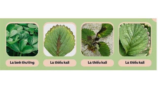 BIỂU HIỆN CỦA DÂU TÂY NHƯ THẾ NÀO KHI BÓN THỪA HOẶC THIẾU DƯỠNG CHẤT ĐẠM, LÂN VÀ KALI