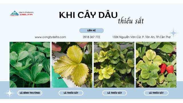 BIỂU HIỆN CỦA DÂU TÂY NHƯ THẾ NÀO KHI BÓN THỪA HOẶC THIẾU DƯỠNG CHẤT KẼM, SẮT, MANGAN, ĐỒNG VÀ MOLYPDEN