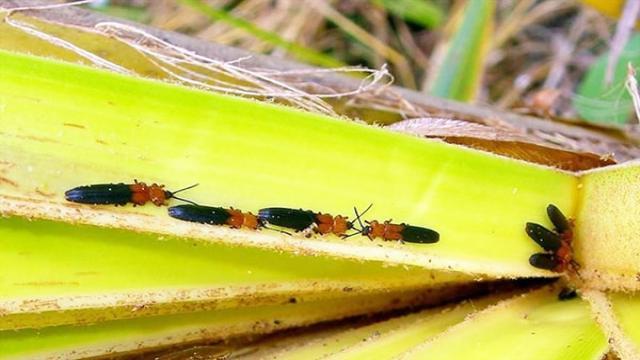 Bọ cánh cứng hại dừa