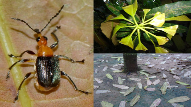 Bọ cắt lá