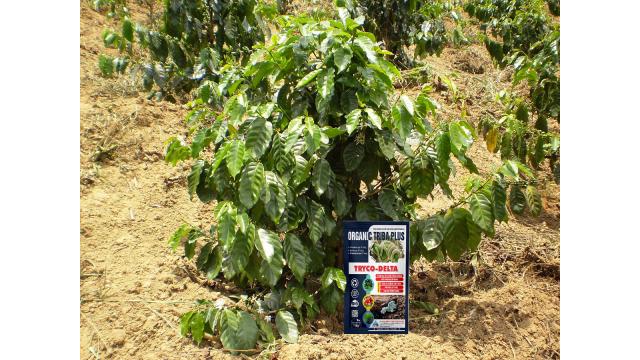 CÁCH SỬ DỤNG CHẾ PHẨM SINH HỌC TRYCO DELTA (Trichoderma) TRÊN ĐẤT DỐC TRỒNG SẦU RIÊNG, CÀ PHÊ, TIÊU, CHANH DÂY…