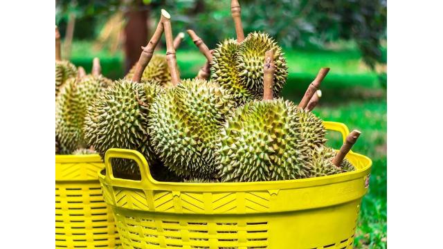 CÁCH SỬ DỤNG CHẾ PHẨM SINH HỌC TRYCO DELTA (Trichoderma) TRÊN ĐẤT TRỒNG SẦU RIÊNG, MÍT,  CÂY CÓ MÚI, …Ở ĐỒNG BẰNG