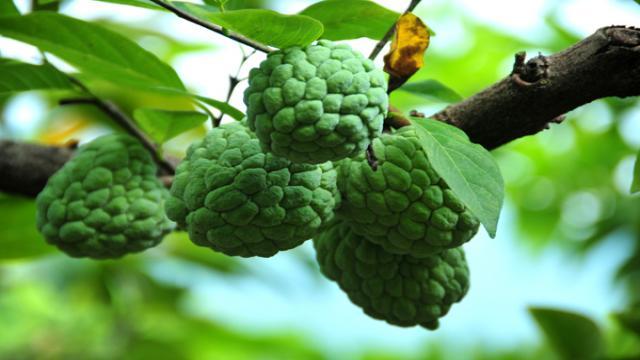 Cách xử lý cây Na ra quả trong thân