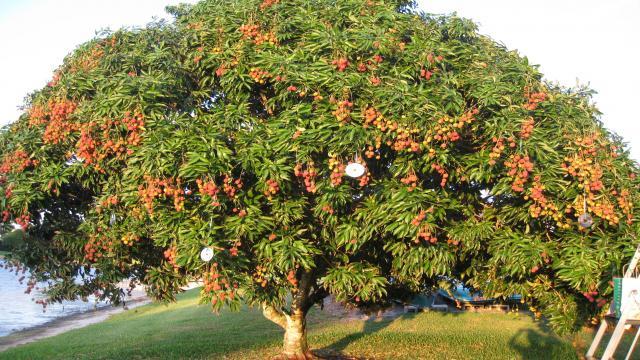 Đặc điểm sinh trưởng của Cây Vải