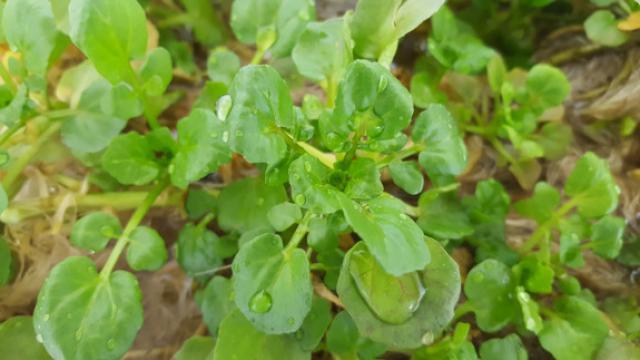 Đặc điểm thực vật của rau xà lách xoong