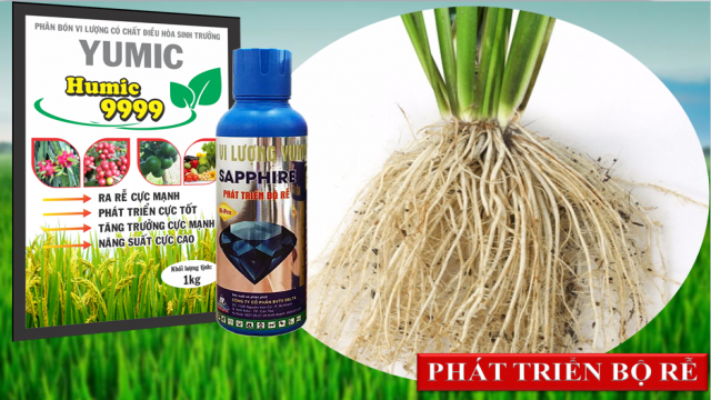Đặc tính sinh trưởng của rễ lúa