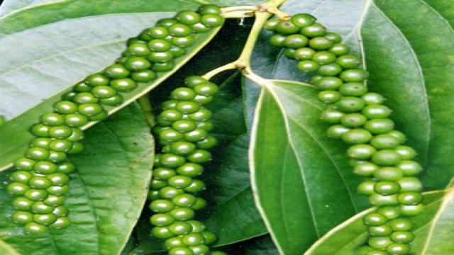 Đặc tính thực vật của cây tiêu