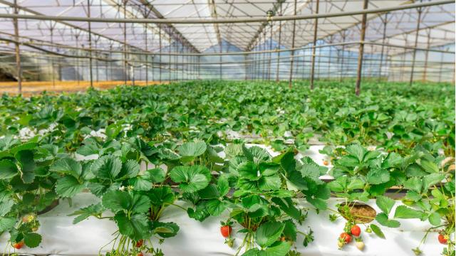 ĐIỀU KIỆN TỐI ƯU VÀ PHƯƠNG PHÁP TRỒNG DÂU TÂY TRONG MÔ HÌNH ĐƯỢC BẢO VỆ