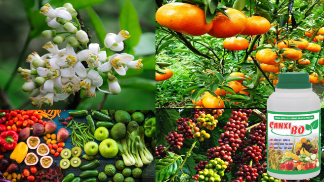 Dinh dưỡng Bo đối với cây trồng