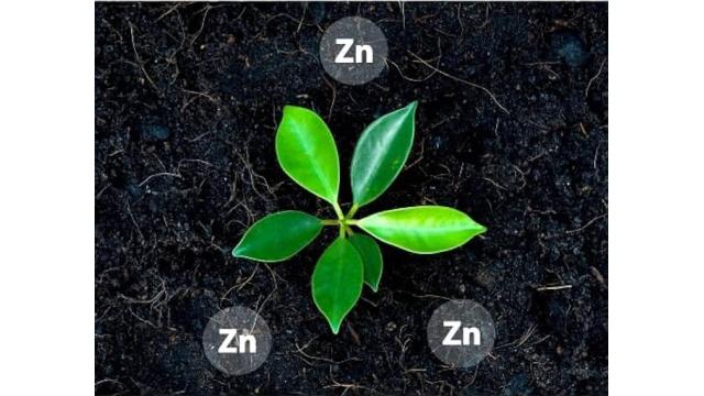 DINH DƯỠNG KẼM ĐỐI VỚI CÂY TRỒNG