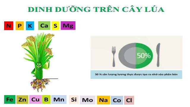 Dinh dưỡng lúa
