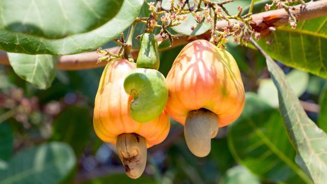Kỹ thuật thâm canh cây điều