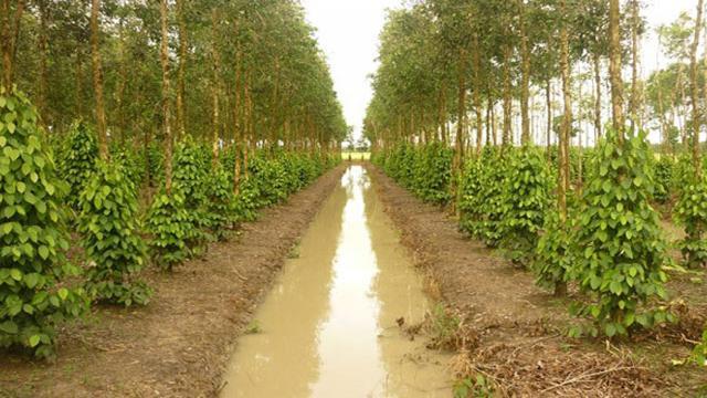 Kỹ thuật trồng