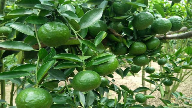 Kỹ thuật trồng cây cam sành