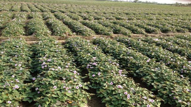 Kỹ thuật trồng cây khoai lang