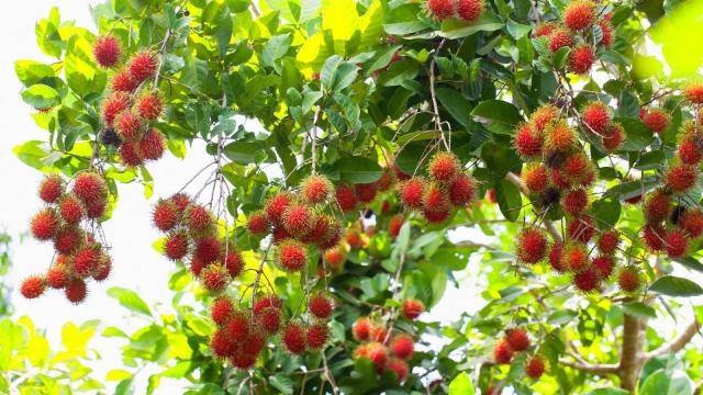 KỸ THUẬT TRỒNG CHÔM CHÔM