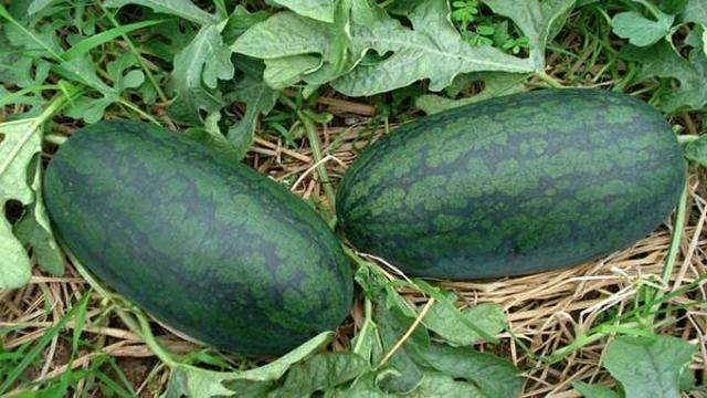 Kỹ thuật trồng dưa hấu