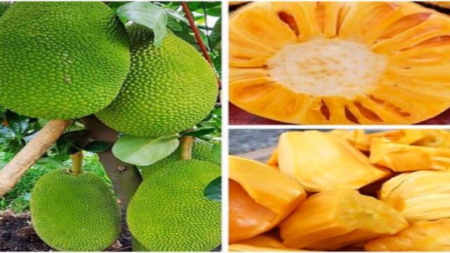 Kỹ thuật trồng Mít Thái