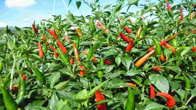 Kỹ thuật trồng ớt