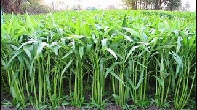 Kỹ thuật trồng rau muống