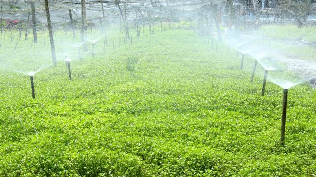 Kỹ thuật trồng rau xà lách xoong