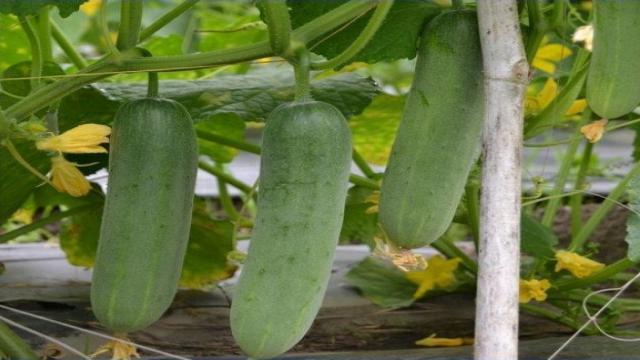 Kỹ thuật trồng và chăm sóc cây dưa leo