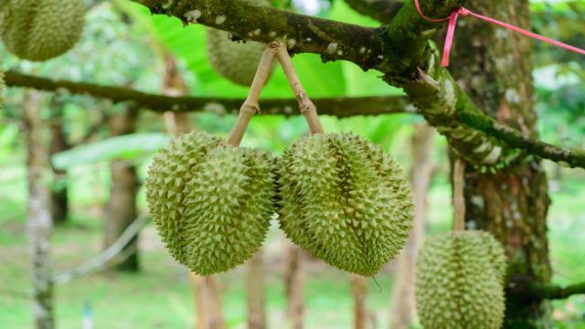 Kỹ thuật trồng và chăm sóc cây sầu riêng
