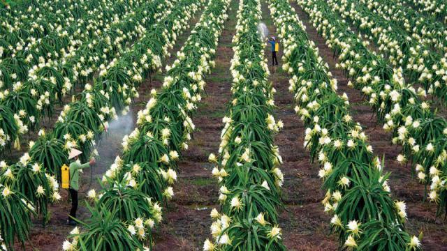 Kỹ thuật trồng và chăm sóc cây thanh long