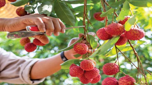 Kỹ thuật trồng vải