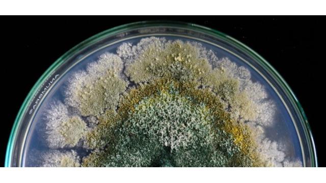 KỸ THUẬT Ủ TĂNG SINH KHỐI CHẾ PHẨM SINH HỌC TRYCO DELTA (Trichoderma)