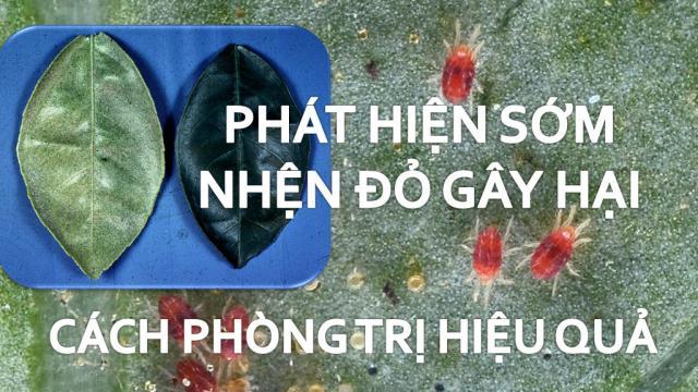 Nhện đỏ hại cây trồng-Video