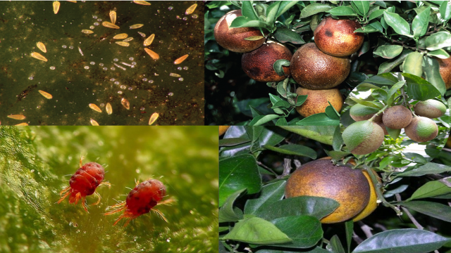 Nhện hại cam, quýt