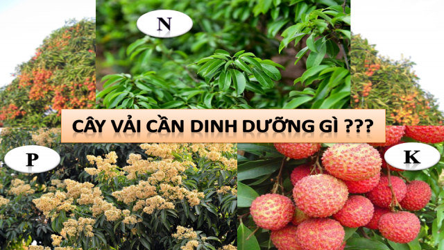 Nhu cầu dinh dưỡng của cây vải