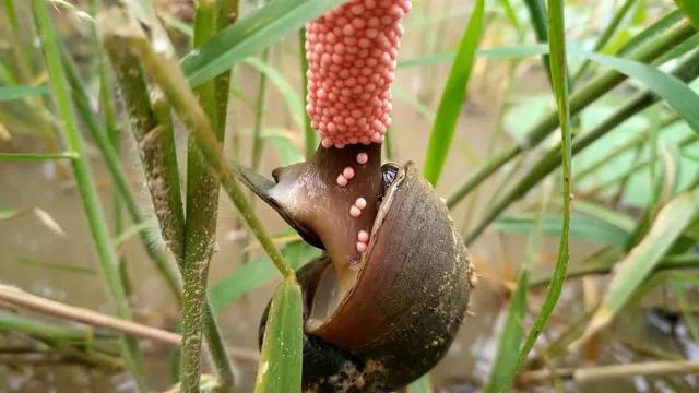 Ốc Bươu Vàng