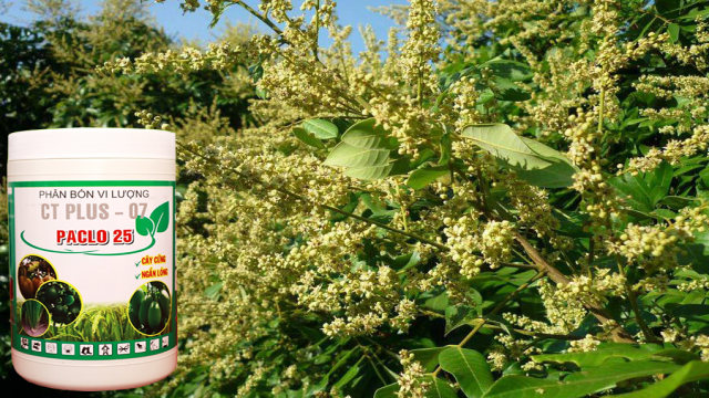 Paclobutrazol - Phân bón điều hòa sinh trưởng cây trồng