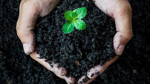 Phân bón acid humic