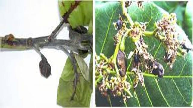 Quản lí sâu bệnh hại trên cây điều
