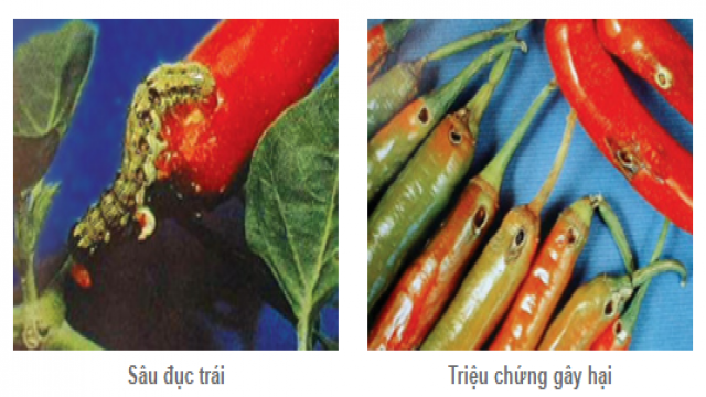 Quản lý sâu hại trên ớt