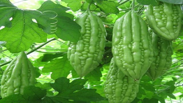 Quy trình chăm sóc cây khổ qua