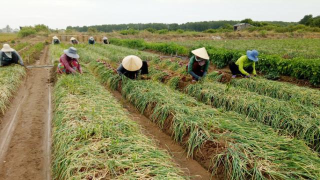 Quy trình trồng và chăm sóc hành tím Vĩnh Châu