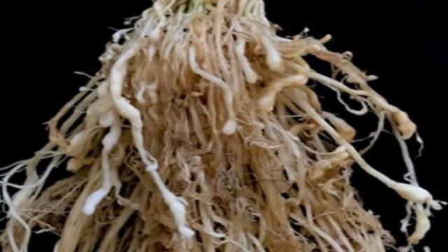 Rễ lúa bị phình to - Bướu rễ lúa - Tuyến trùng gây hại trên cây lúa