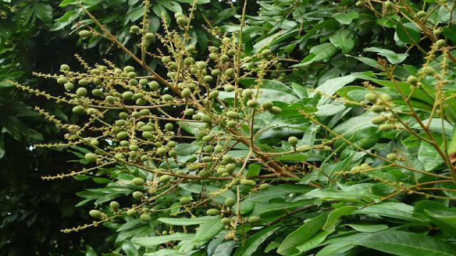 Sự ra hoa - Đậu trái - Rụng trái trên cây nhãn